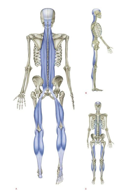 Biomecanica